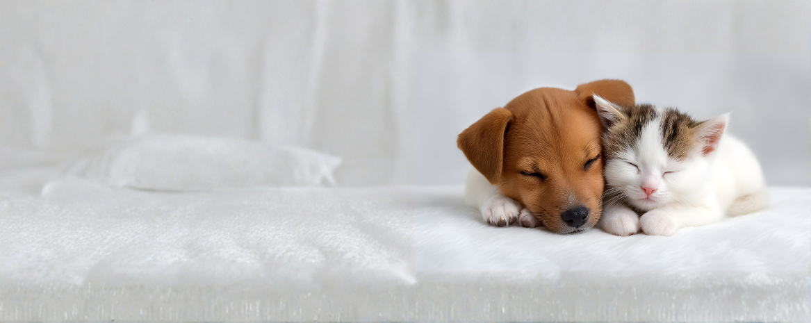Adopt A Paw Header